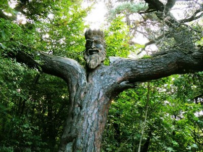 Green Camp, Educational Platform