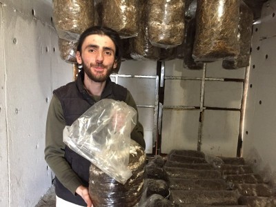 Oyster mushroom from coffee grounds and straw